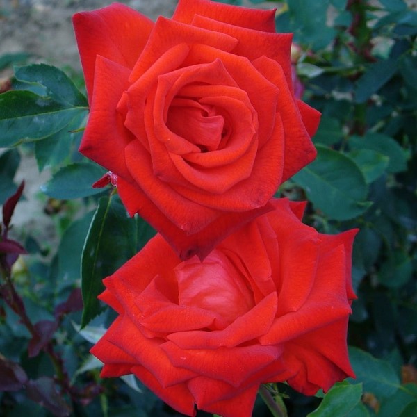 Саженцы Роза чайно-гибридная Лидка