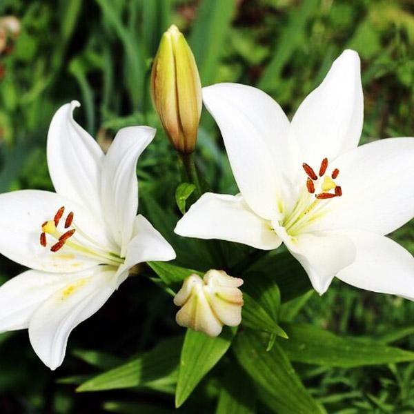  Лилия азиатская Tiny Crystal (Тайни Кристалл)