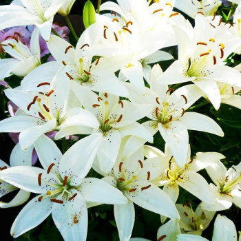  Лилия азиатская Tiny Crystal (Тайни Кристалл)