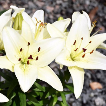  Лилия азиатская Tiny Crystal (Тайни Кристалл)