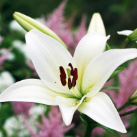 Лилия азиатская Tiny Crystal (Тайни Кристалл)