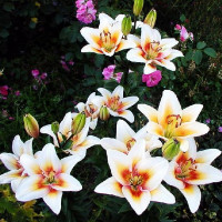  Лилия биколор азиатская Tinos (Тинос)