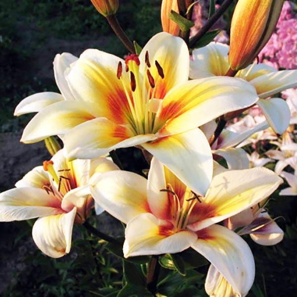  Лилия биколор азиатская Tinos (Тинос)