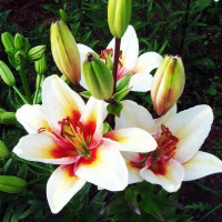  Лилия биколор азиатская Tinos (Тинос)