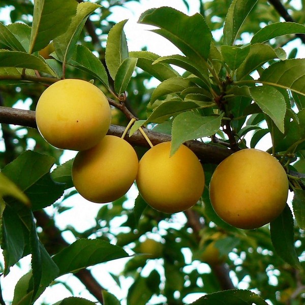 Саженцы Слива Уральская Золотистая