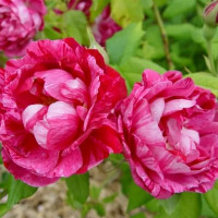 Саженцы Роза парковая Командан Баропер