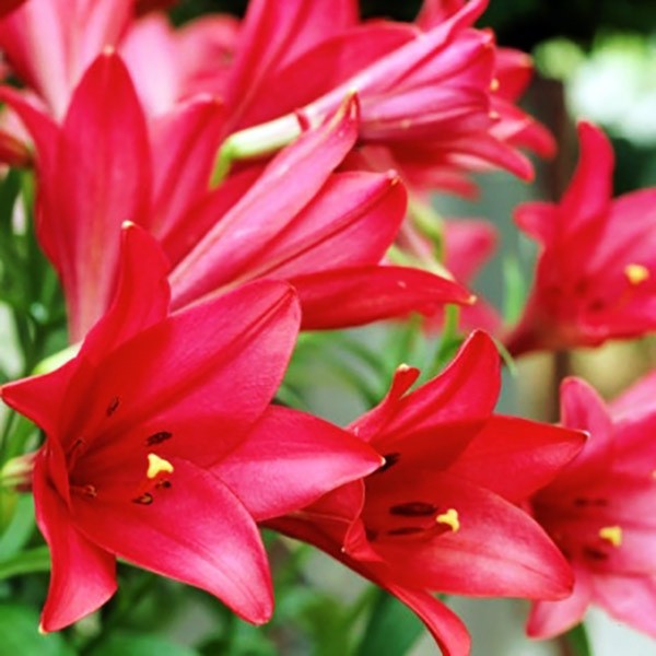  Лилия длинноцветковая Divine (Дивайн)