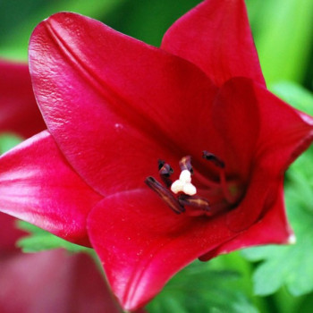  Лилия длинноцветковая Divine (Дивайн)