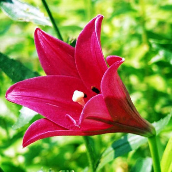  Лилия длинноцветковая Divine (Дивайн)