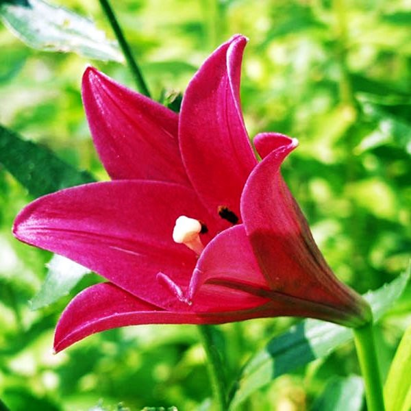  Лилия длинноцветковая Divine (Дивайн)