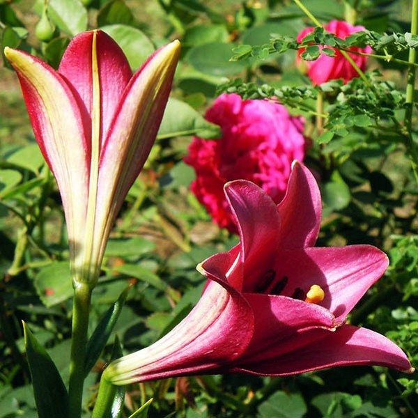  Лилия длинноцветковая Divine (Дивайн)