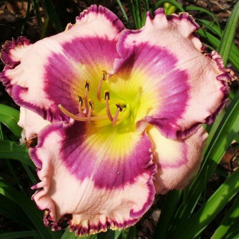 Саженцы Лилейник Gypsy Soul (Джипси Соул)