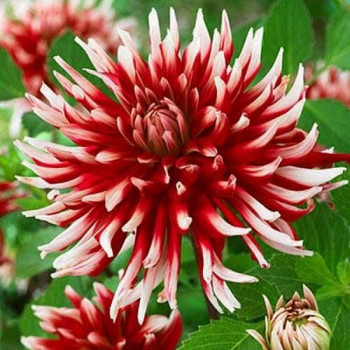 Саженцы Георгина кактусовая Friquolet (Фриколет)