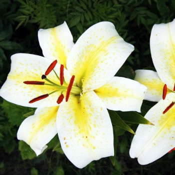  Лилия восточная Legend (Легенда)