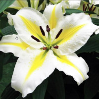  Лилия восточная Legend (Легенда)