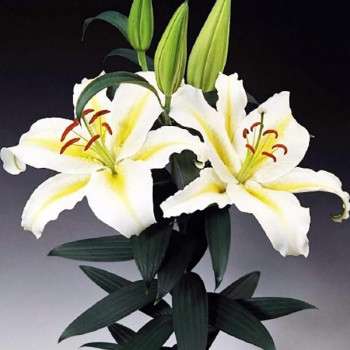  Лилия восточная Legend (Легенда)