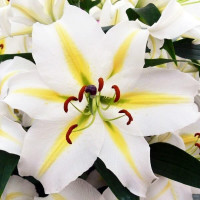 Лилия восточная Legend (Легенда)