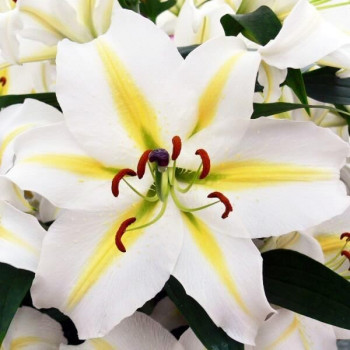 Лилия восточная Legend (Легенда)