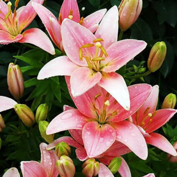  Лилия азиатская Chianti (Кьянти)