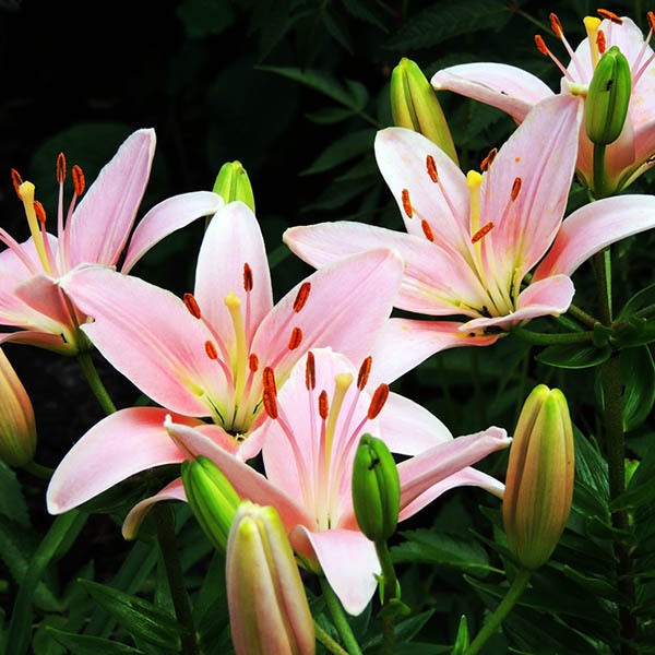  Лилия азиатская Chianti (Кьянти)