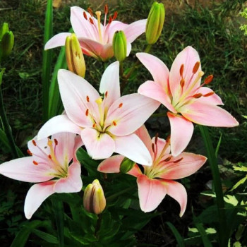  Лилия азиатская Chianti (Кьянти)