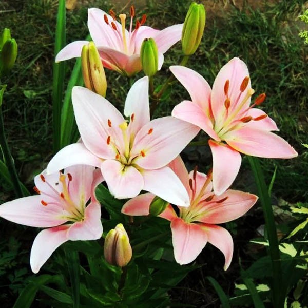  Лилия азиатская Chianti (Кьянти)