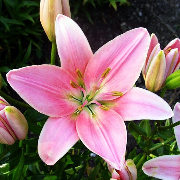  Лилия азиатская Chianti (Кьянти)