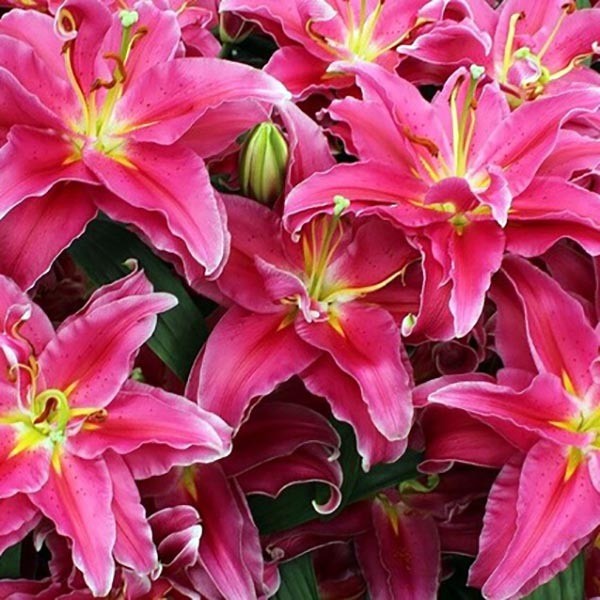  Лилия восточная Grand Amour (Гранд Амур)