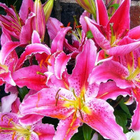  Лилия восточная Grand Amour (Гранд Амур)