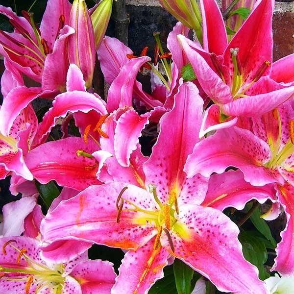  Лилия восточная Grand Amour (Гранд Амур)