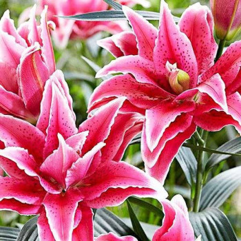  Лилия восточная Grand Amour (Гранд Амур)