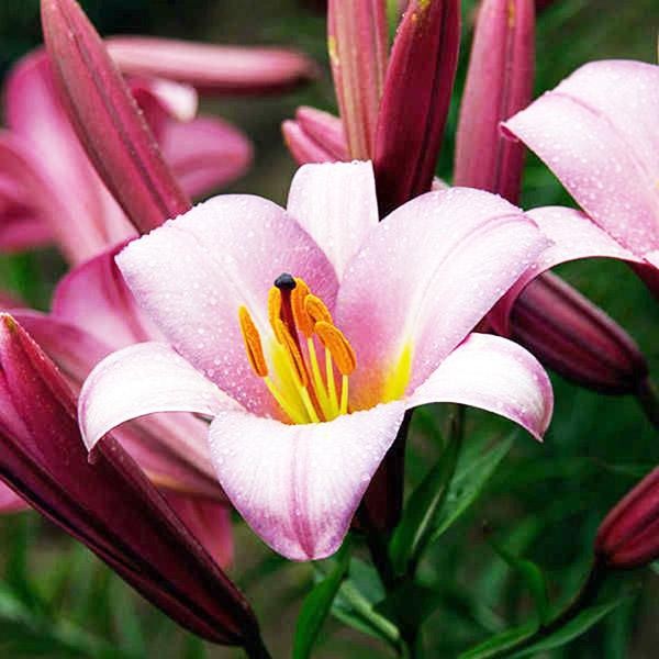  Лилия трубчатая Pink Planet (Пинк Планет)