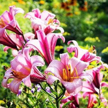  Лилия трубчатая Pink Planet (Пинк Планет)