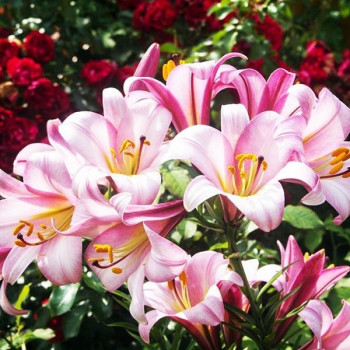  Лилия трубчатая Pink Planet (Пинк Планет)