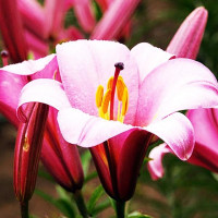  Лилия трубчатая Pink Planet (Пинк Планет)