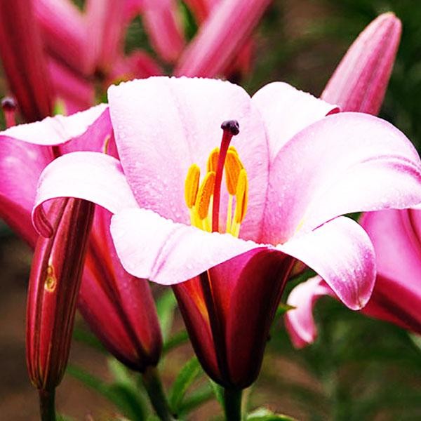  Лилия трубчатая Pink Planet (Пинк Планет)