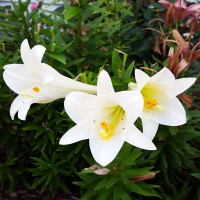  Лилия длинноцветковая Carpino (Карпино)