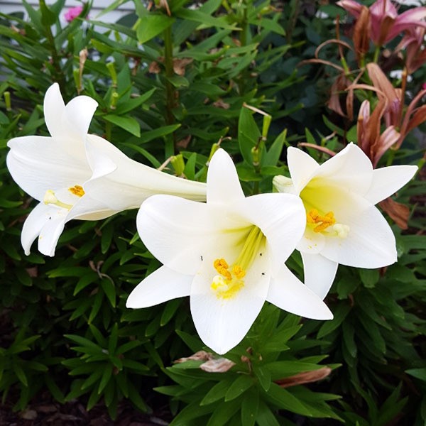  Лилия длинноцветковая Carpino (Карпино)