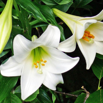  Лилия длинноцветковая Carpino (Карпино)
