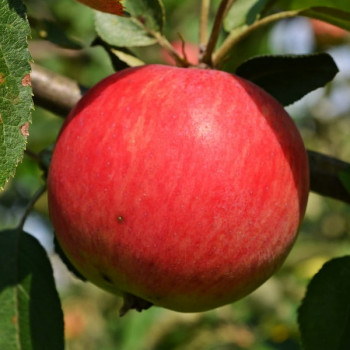 Саженцы Яблоня Галмак