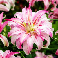  Лилия восточная Broken Heart (Брокен Херт)