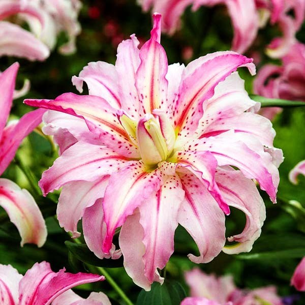  Лилия восточная Broken Heart (Брокен Херт)