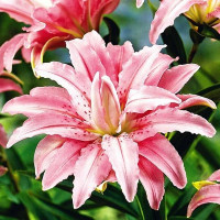  Лилия восточная Broken Heart (Брокен Херт)