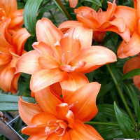  Лилия азиатская Ceb Latte (Кеб Латте)