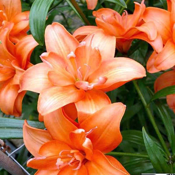  Лилия азиатская Ceb Latte (Кеб Латте)