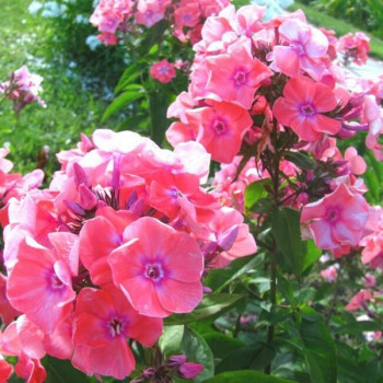 Саженцы Флокс метельчатый Московская сказка