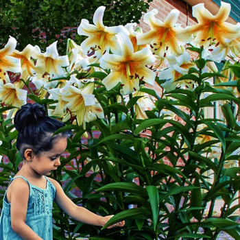  Лилия ОТ гибрид Miss Peculiar (Мисс Пекулияр)