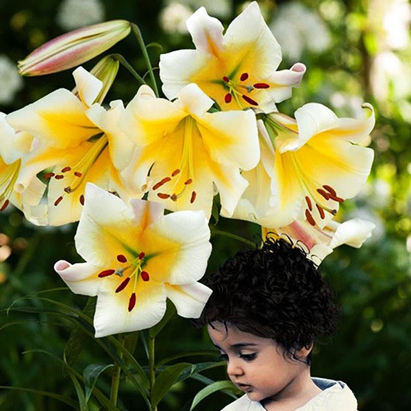  Лилия ОТ гибрид Miss Peculiar (Мисс Пекулияр)