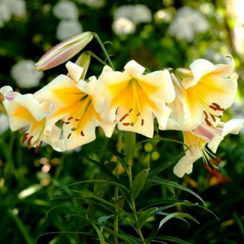  Лилия ОТ гибрид Miss Peculiar (Мисс Пекулияр)