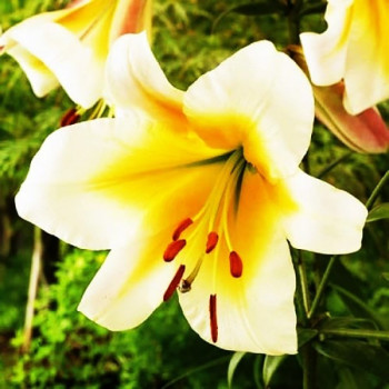  Лилия ОТ гибрид Miss Peculiar (Мисс Пекулияр)